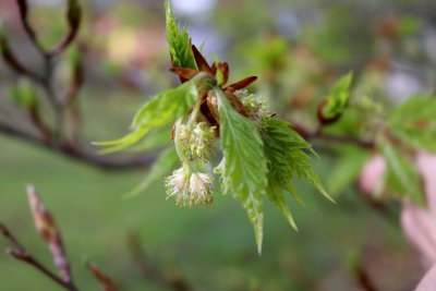 Fagus sylvatica 'Asplenifolia' - buk lesní - květ (118)